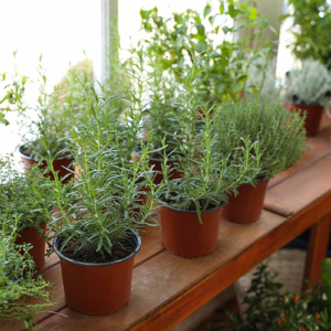 Misc. Starter Plants