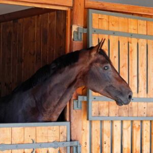 Partial-Care Horse Boarding (monthly)